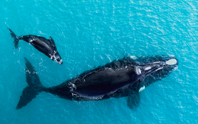 Unlocking Secrets of the Sea: Science of Whale Earwax